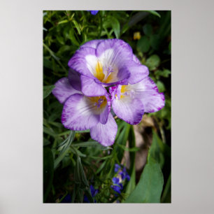 Poster Fleurs violettes Freesia