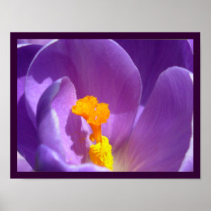 Poster Fleurs violettes Imprimer Décor d'affiche Crocus b