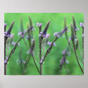 Poster Fleurs violettes Vervain Multipliées