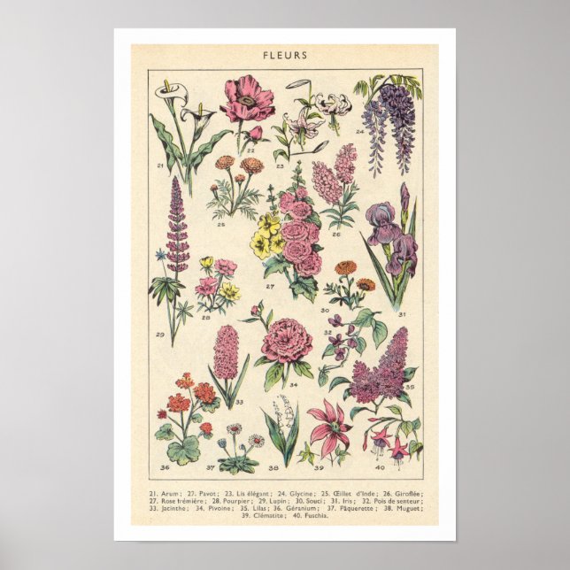 Poster Fleurs Violettes Vintage (Devant)