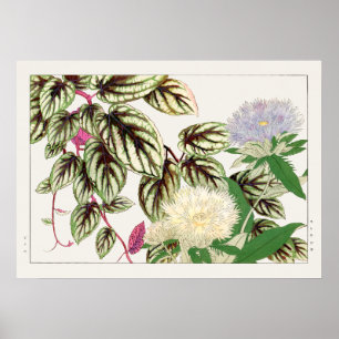 Poster Fleurs Vitus et Stokesia de Tanigami Konan,