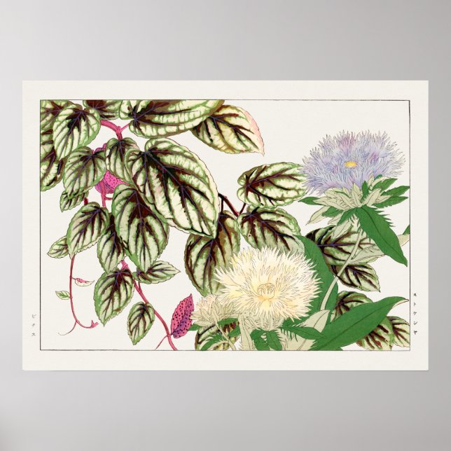Poster Fleurs Vitus et Stokesia de Tanigami Konan, (Devant)