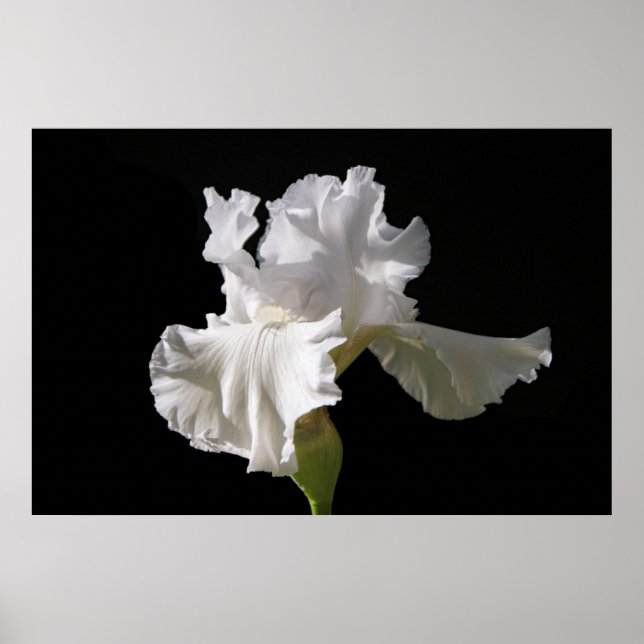 Poster Fleurs | White Iris (Devant)