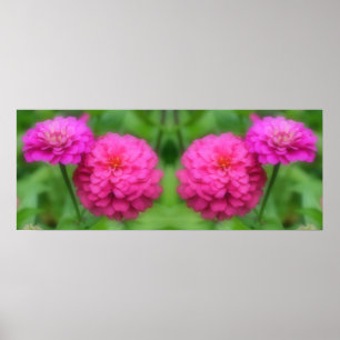 Poster Fleurs Zinnia rose miroir Abstrait