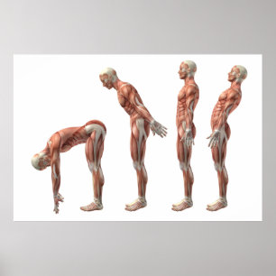 Poster Flexibilité du tronc masculin, extension et hypere