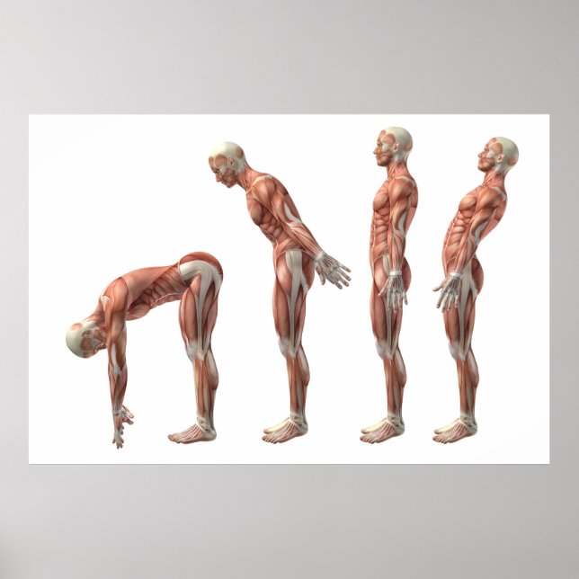 Poster Flexibilité du tronc masculin, extension et hypere (Devant)