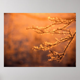 Poster Flocons de givre avec le lever du soleil du matin