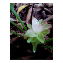 flor de açafrão da-terra