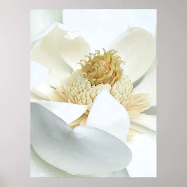Poster Floraison de magnolia (Devant)