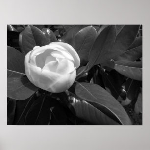 Poster Floraison de magnolia en noir et blanc