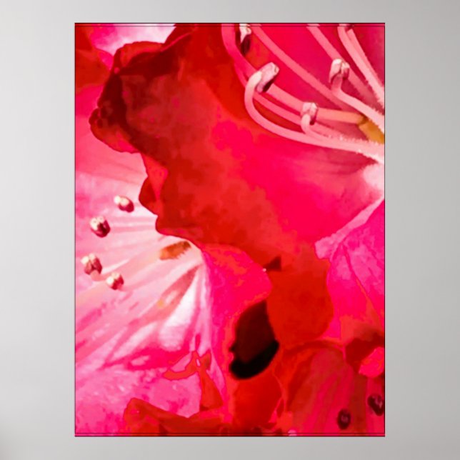 Poster Floraison de Rhododendron (Devant)