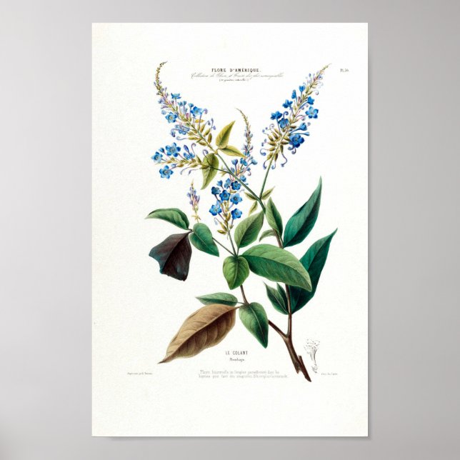 Poster Floral Bleu Le Colant Plombayo Flore D Amerique (Devant)