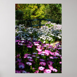 Poster "Floral Bridge", African Daisies