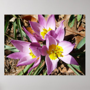 Poster Floral de Pink