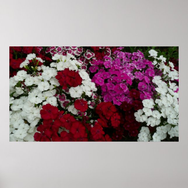 Poster Floral Dianthus blanc, rose et rouge (Devant)