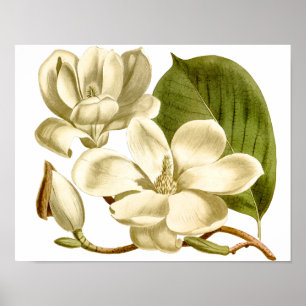 Poster Floral Magnolias Blanc Imprimer