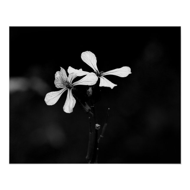 Poster floral noir et blanc minimal (Devant)