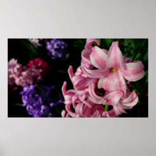 Poster Floral Pink Hyacinth