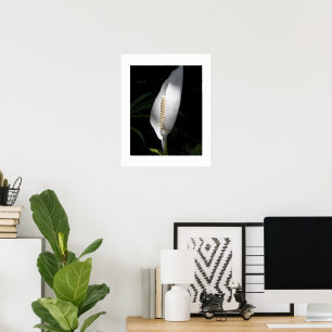 Poster Floral Plante blanc Lily