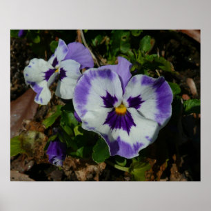 Poster Floral Purple and White Pansies