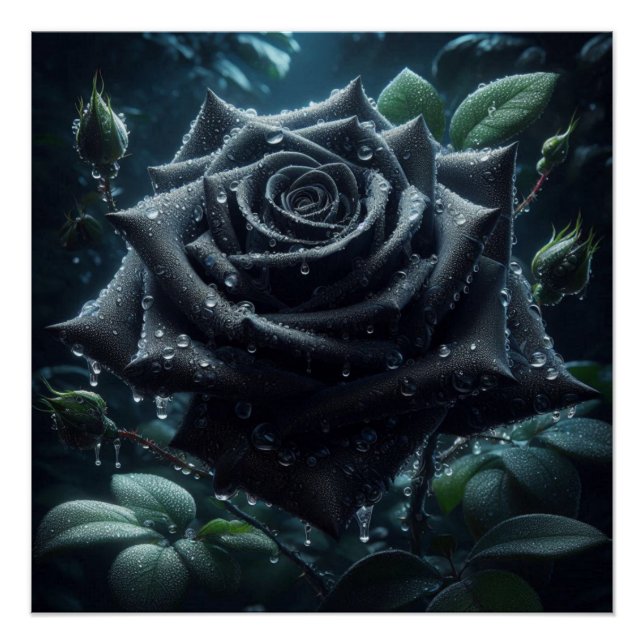 Poster Floral Rose noir (Devant)