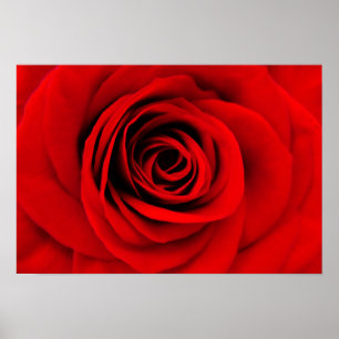 Poster Floral Rose rouge
