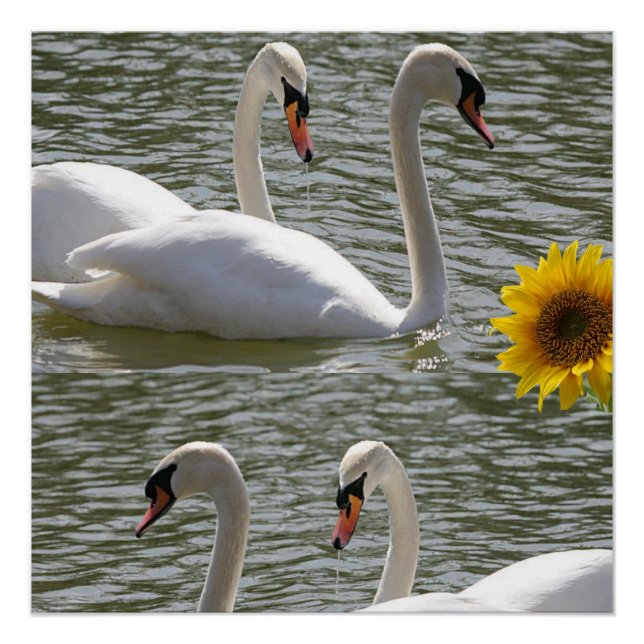Poster floral Swan de tournesol (Devant)