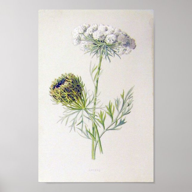 Poster Floral vintage (Devant)