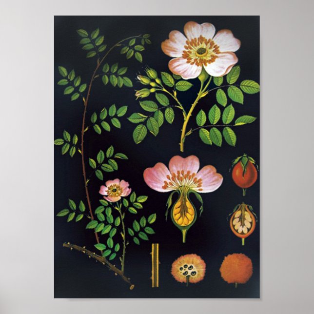 Poster Floral vintage (Devant)