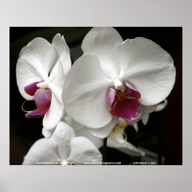 Poster Floralscape/JDA030408109 (Devant)