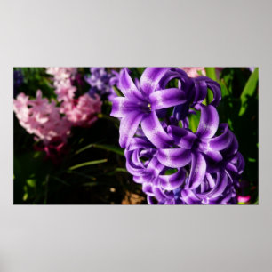 Poster Flore de printemps Blue Hyacinth II