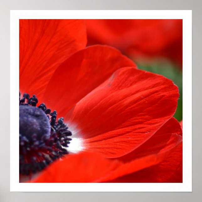 Poster Flore de printemps du Poppy rouge (Devant)