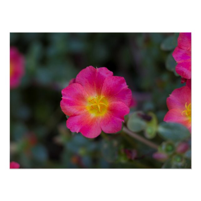 Poster Flore Purslane Exotique (Devant)