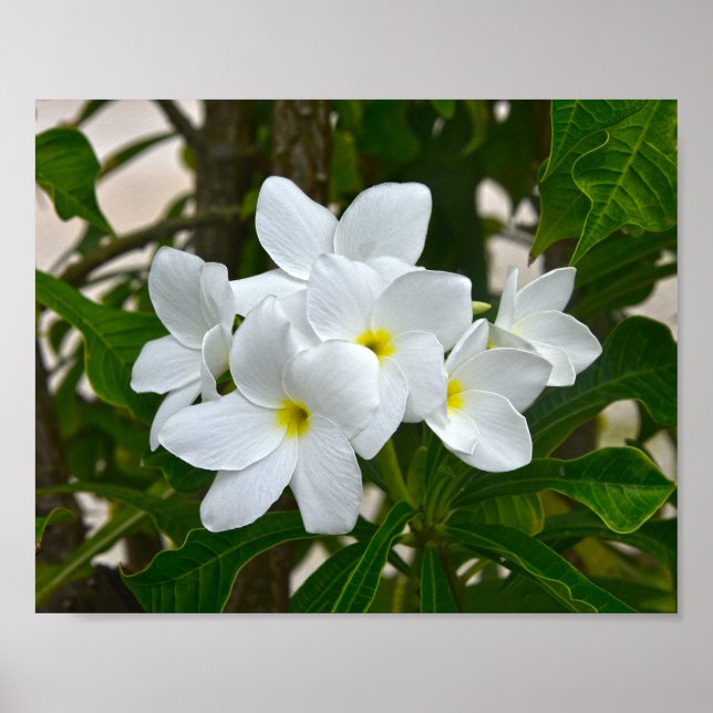 Poster Flores de la Plumeria blanche (Devant)