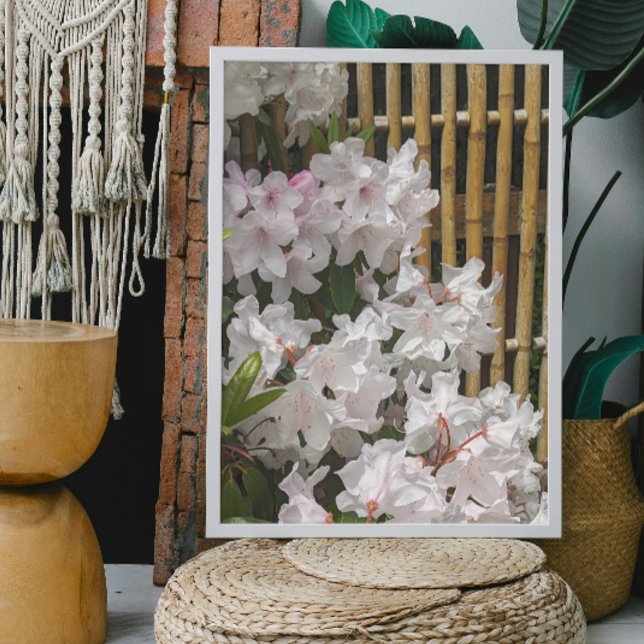 Poster Flores de Rhododendron blanc et de clôture de bamb (In Situ (Framed))
