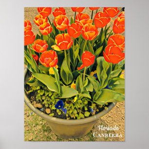 Poster Floriade Canberra festival de fleurs imprimer tuli