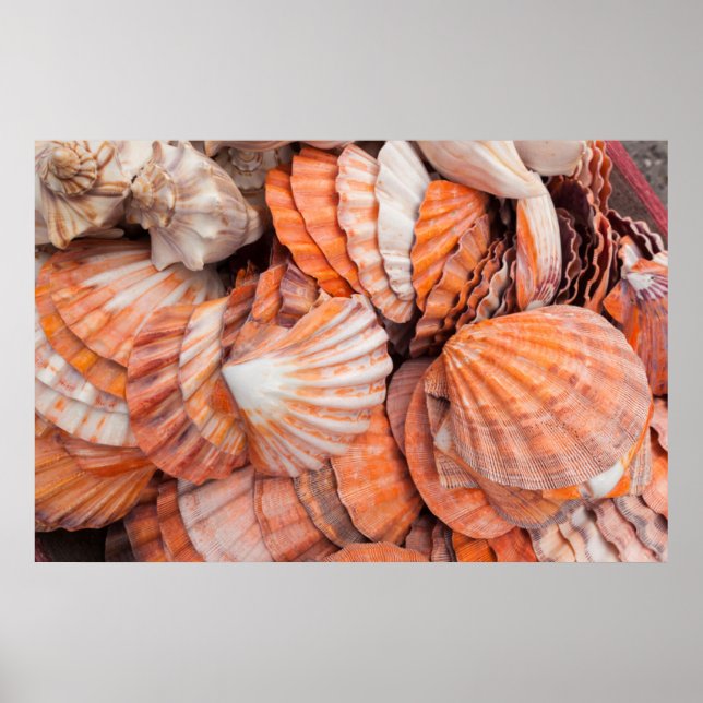 Poster Florida Keys, Key West, coquillages (Devant)