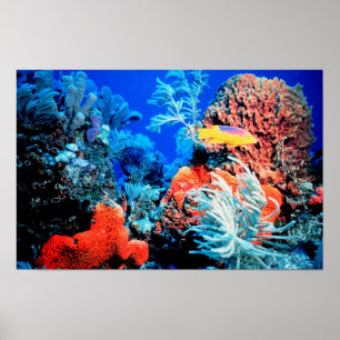 Poster Florida Reef