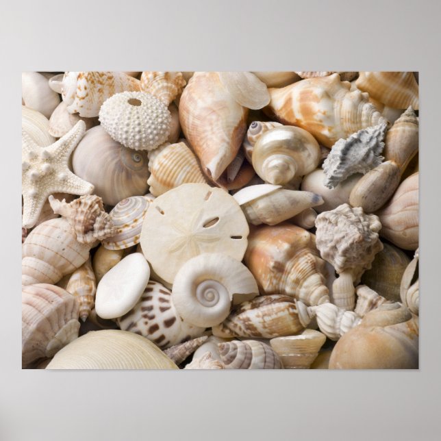 Poster Florida Sea Shell Arrière - plan - Beach Shells Cu (Devant)