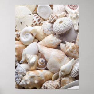 Poster Florida Sea Shell Arrière - plan - Beach Shells Cu