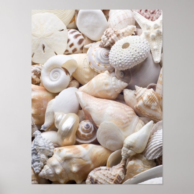 Poster Florida Sea Shell Arrière - plan - Beach Shells Cu (Devant)