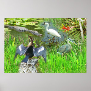 Poster Floride Everglades Parc national faune