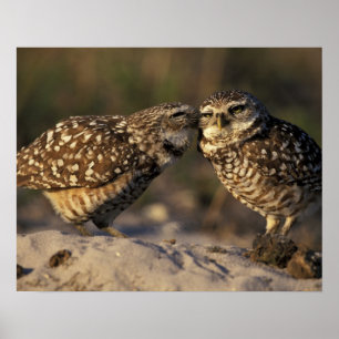 Poster Floride, Fort Myers. Hibou des terriers appariemen