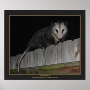 Poster Floride Opossum