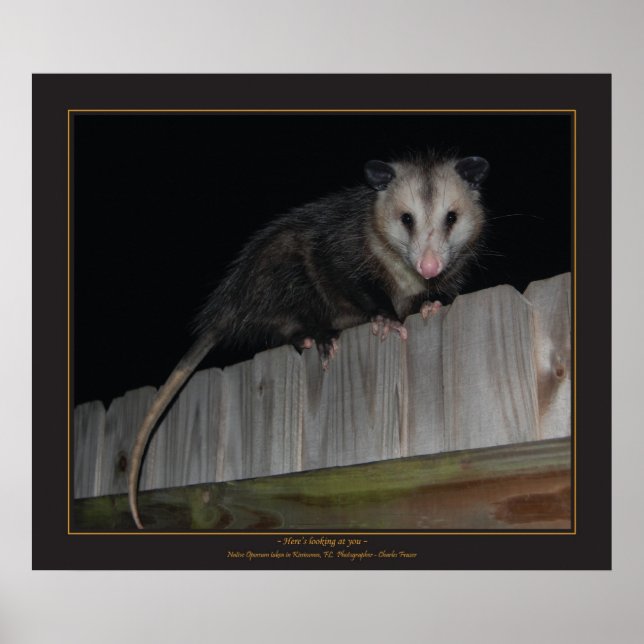 Poster Floride Opossum (Devant)