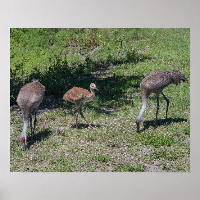 Poster Floride Sandhill Cranes famille photo (Devant)