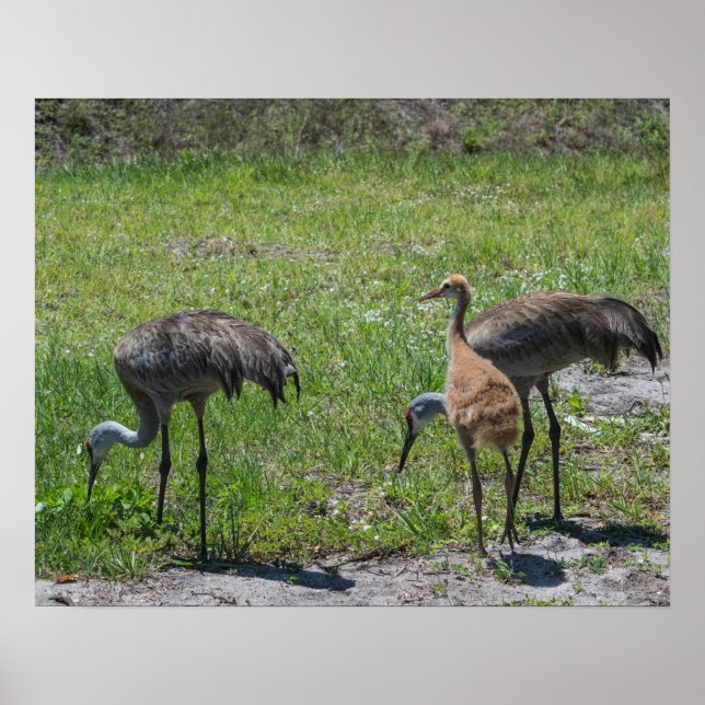 Poster Floride Sandhill Granes Nature Photographie (Devant)