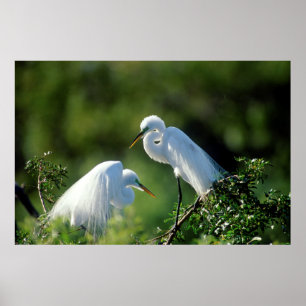 Poster Floride, Venise, Sanctuaire Audubon, Grande Aigret