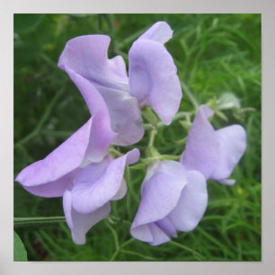 Poster Flower