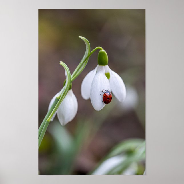Poster Flower Art Ladybug Gallery Flower Garden ArtFlower (Devant)